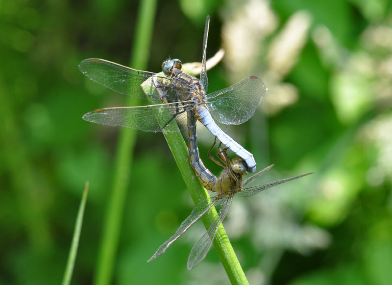 Accoppiamento di.... Orthetrum coerulescens? - S